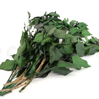 Preserved Ivy