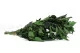 Preserved Ivy 8