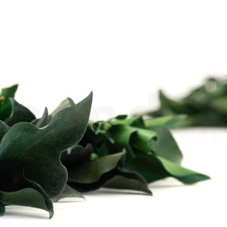 Preserved Ivy