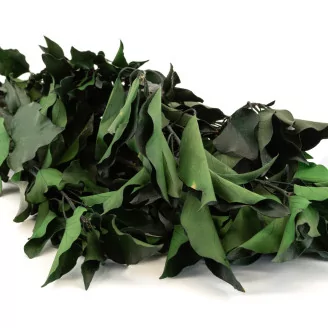 Preserved Ivy