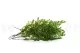 Preserved Lutti Fern Fresh Green 4