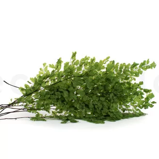 Preserved Lutti Fern Fresh Green