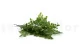 Preserved Lutti Fern Fresh Green 10