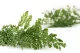 Preserved Lutti Fern Fresh Green 6