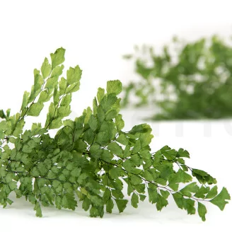 Preserved Lutti Fern Fresh Green
