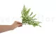 Preserved Lutti Fern Fresh Green 5