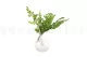 Preserved Lutti Fern Fresh Green 3