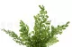 Preserved Lutti Fern Fresh Green 8