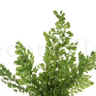 Preserved Lutti Fern Fresh Green