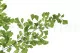 Preserved Lutti Fern Fresh Green 2