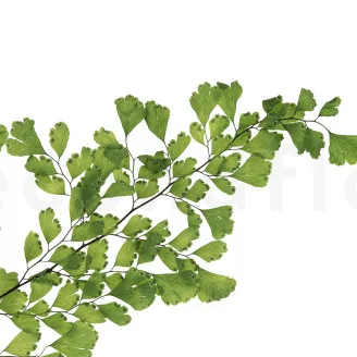 Preserved Lutti Fern Fresh Green