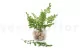 Preserved Lutti Fern Fresh Green 7