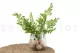 Preserved Lutti Fern Fresh Green 9