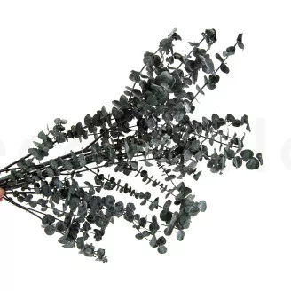 Preserved Eucalyptus Baby-Blue