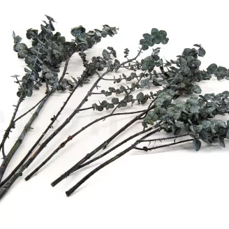 Preserved Eucalyptus Baby-Blue