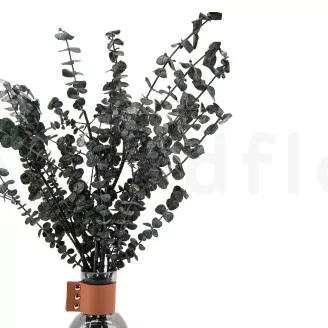 Preserved Eucalyptus Baby-Blue