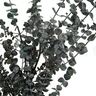 Preserved Eucalyptus Baby-Blue