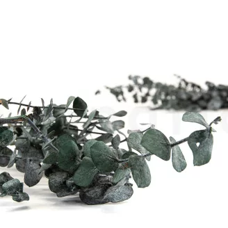 Preserved Eucalyptus Baby-Blue
