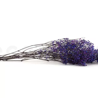 Preserved Baby's Breath Gypsophila Blue