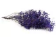Preserved Baby's Breath Gypsophila Blue 5