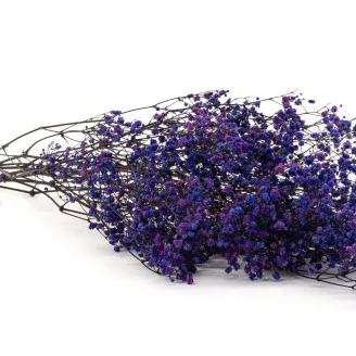 Preserved Baby's Breath Gypsophila Blue