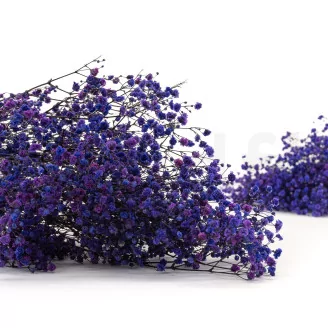 Preserved Baby's Breath Gypsophila Blue
