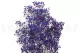 Preserved Baby's Breath Gypsophila Blue 7