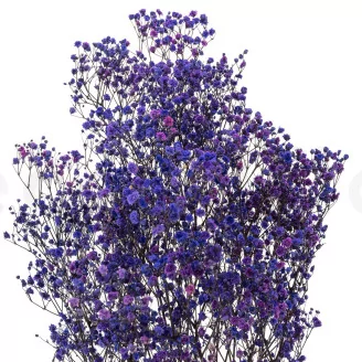 Preserved Baby's Breath Gypsophila Blue