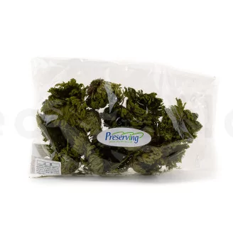 Preserved Club Moss