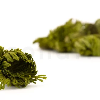 Preserved Club Moss