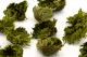 Preserved Club Moss 3
