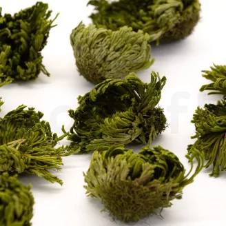 Preserved Club Moss