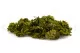 Preserved Club Moss 4