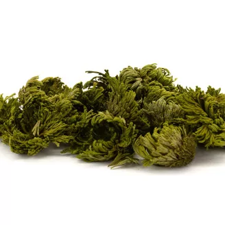 Preserved Club Moss