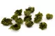 Preserved Club Moss 8