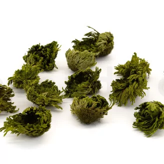Preserved Club Moss