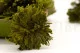 Preserved Club Moss 2
