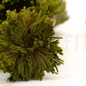 Preserved Club Moss