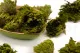 Preserved Club Moss 1