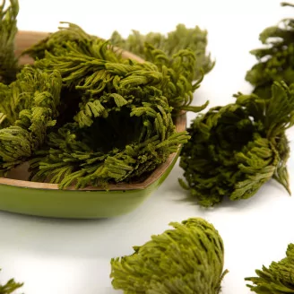 Preserved Club Moss