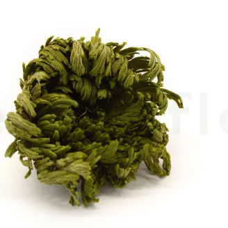 Preserved Club Moss