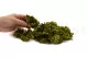 Preserved Club Moss 6