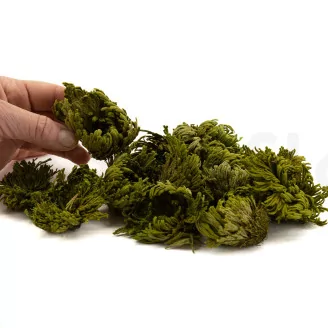 Preserved Club Moss