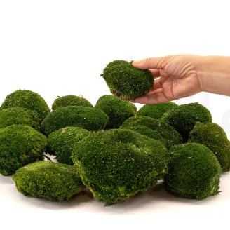 Preserved Pole Moss Nature Green (Box)