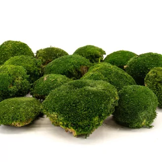 Preserved Pole Moss Nature Green (Box)