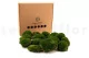 Preserved Pole Moss Nature Green (Box) 9
