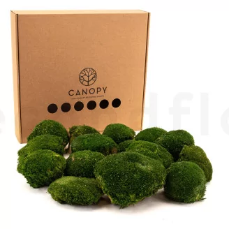 Preserved Pole Moss Nature Green (Box)