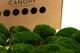 Preserved Pole Moss Nature Green (Box) 6