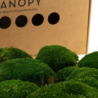 Preserved Pole Moss Nature Green (Box)
