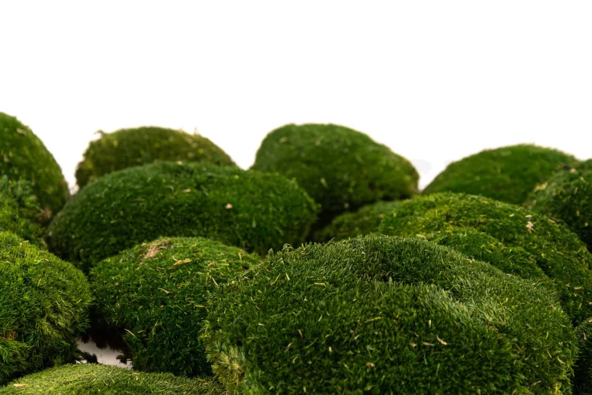 Preserved Pole Moss Nature Green (Box)